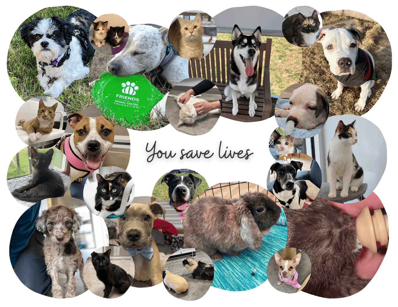 You save lives: collage of animals helped by donations