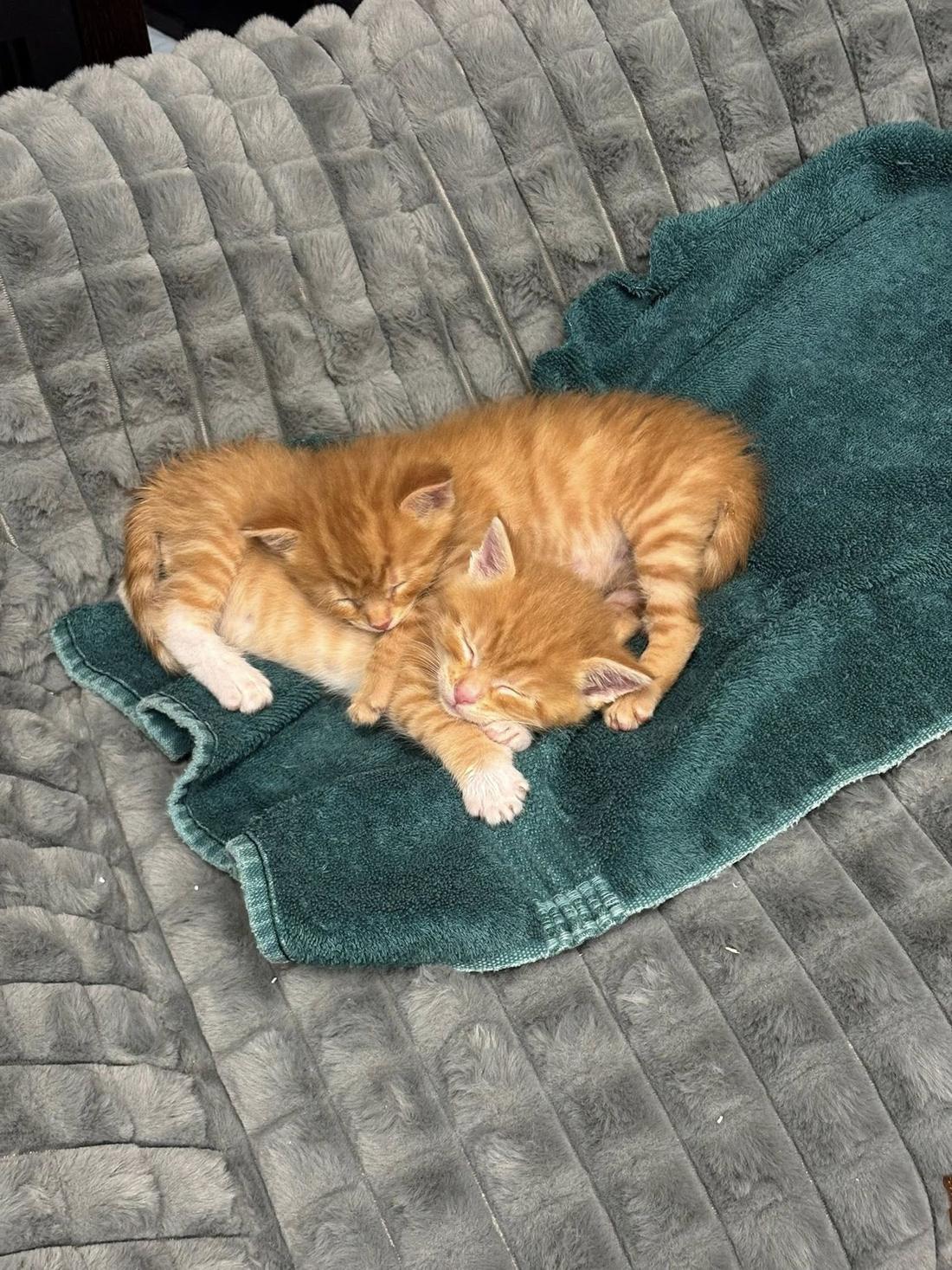 Orange kitten resting at the Iowa City Animal Center