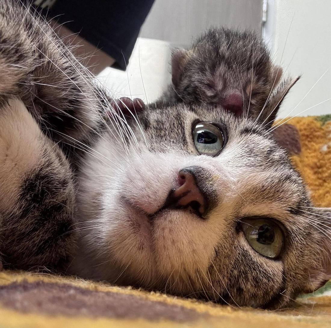 Mother cat and kitten at the Iowa City Animal Center