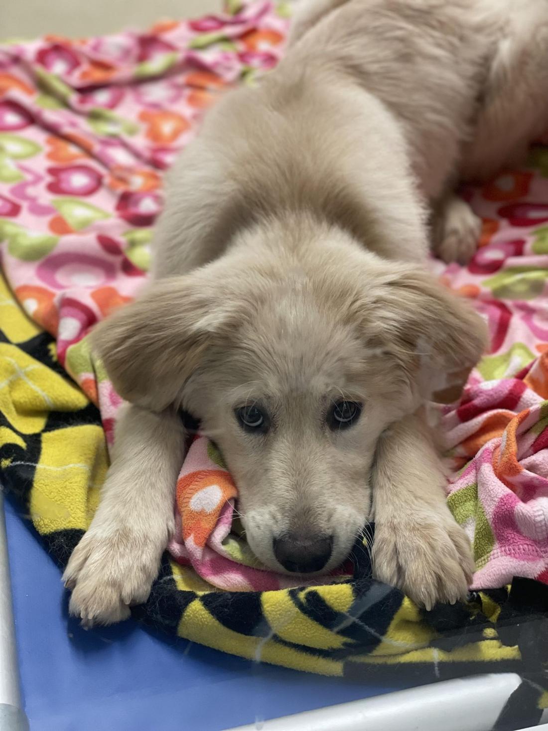 Puppy at the Iowa City Animal Care and Adoption Center