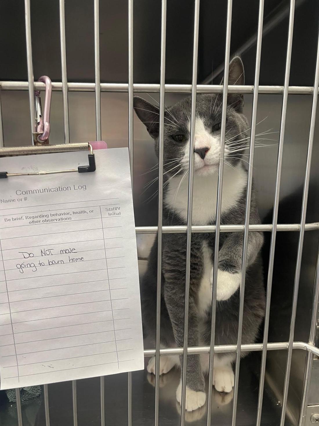 Cat waiting for adoption at the Iowa City Animal Center