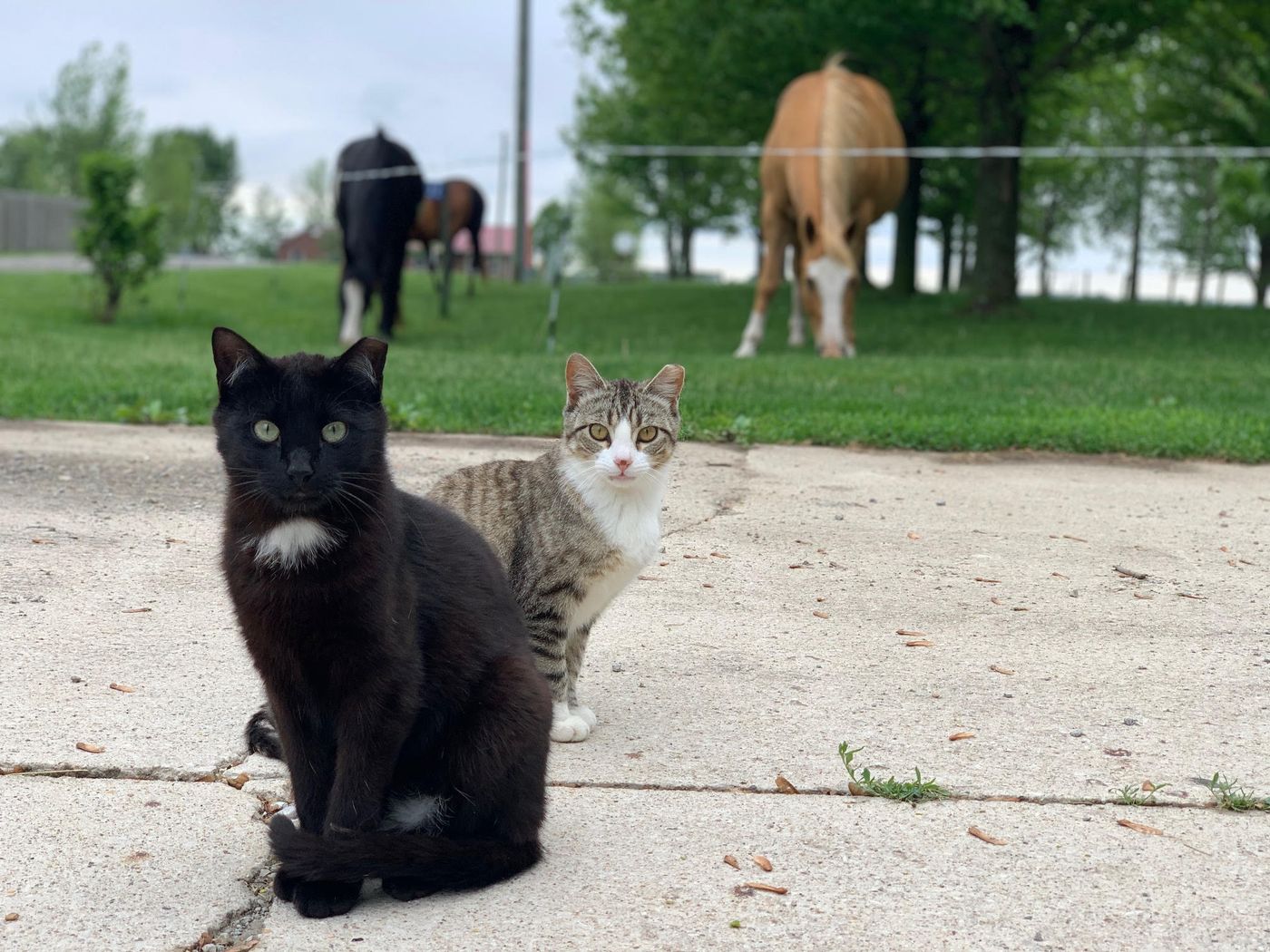 Barn cats on a farm
