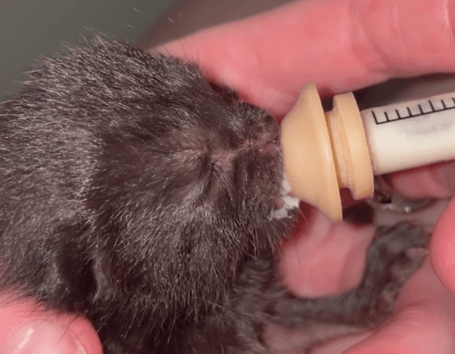 Bottle feeding a newborn kitten