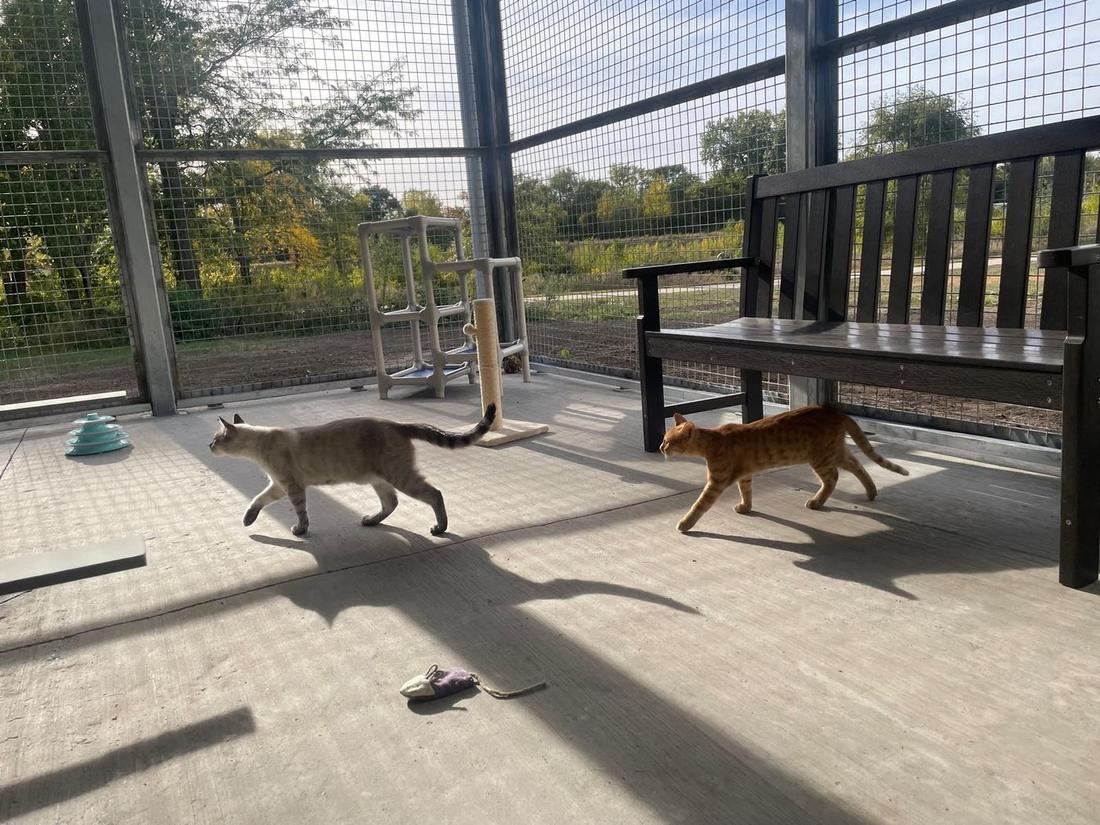 Cats enjoying the donated catio