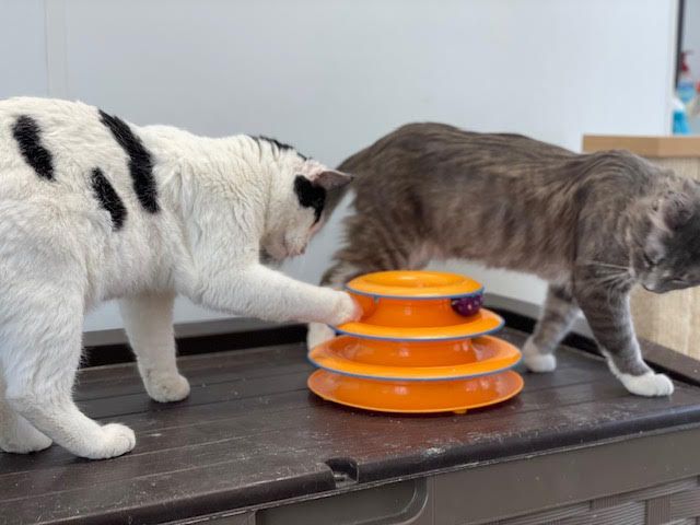 Foster cats playing with an enrichment toy