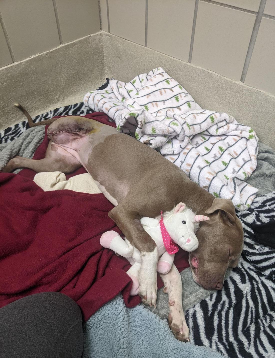 Foster puppy resting in a foster home