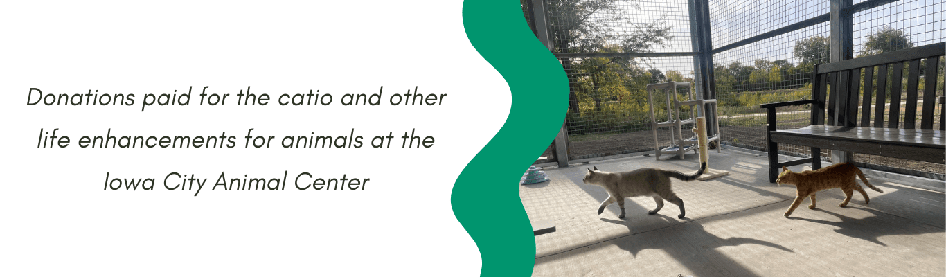 Donations paid for the catio and other life enhancements for animals at the Iowa City Animal Center