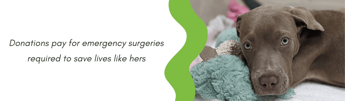 Donations pay for emergency surgeries required to save lives like hers
