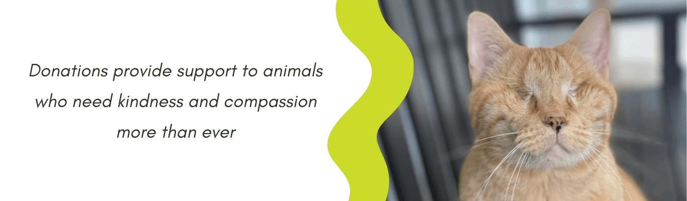 Donations provide support to animals who need kindness and compassion more than ever
