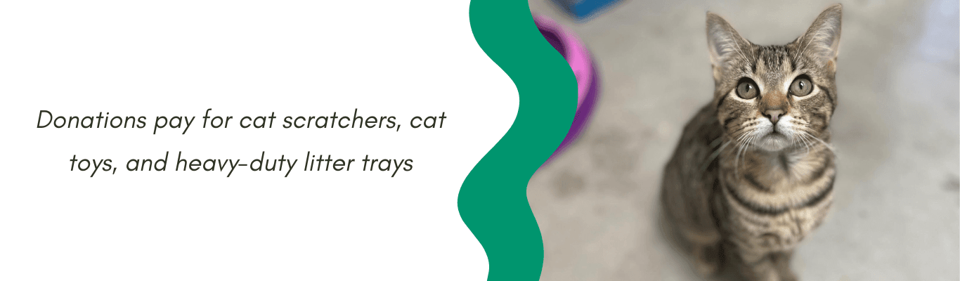 Donations pay for cat scratchers, cat toys, and heavy-duty litter trays
