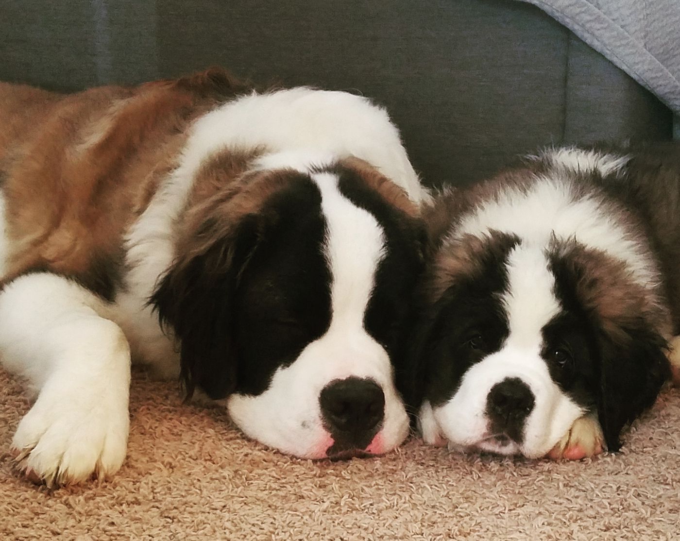 Christa Payne's Saint Bernard puppies