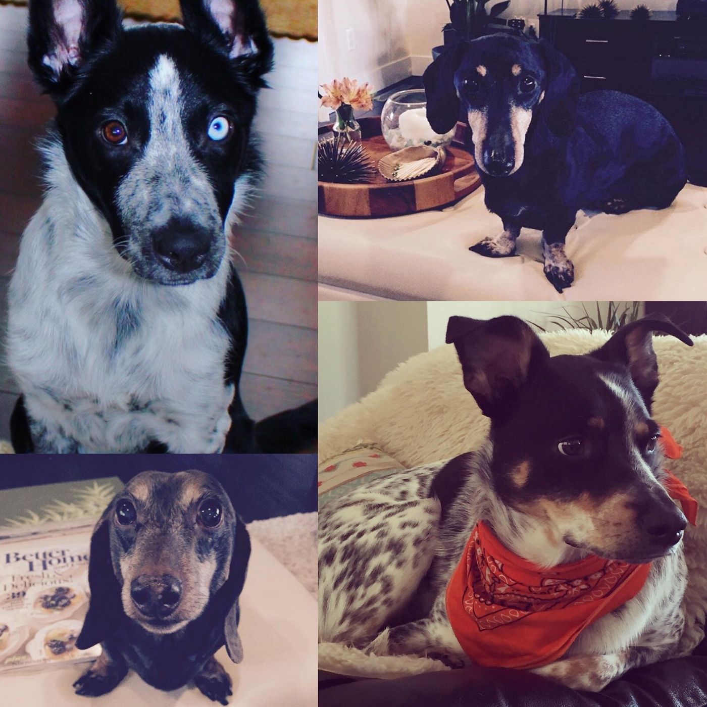 Kelly Carr's dogs