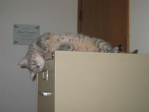 Michael's cat Kiddo on a box