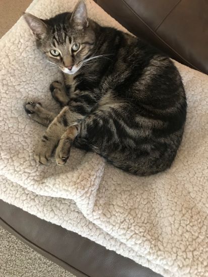 Tracy Stotler's cat Max