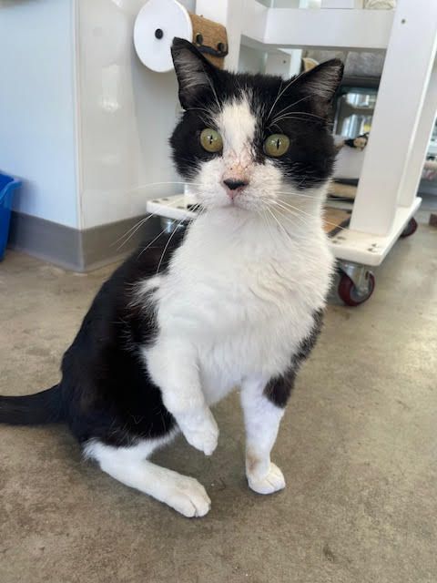 Al the FIV positive cat