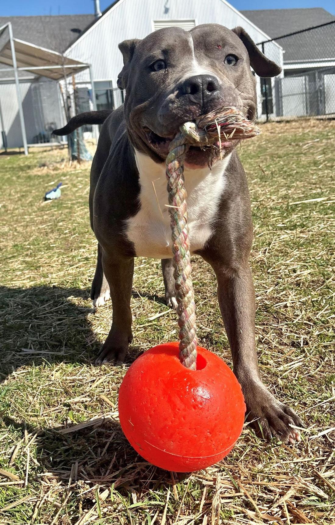 Blue the dog playing with a ball