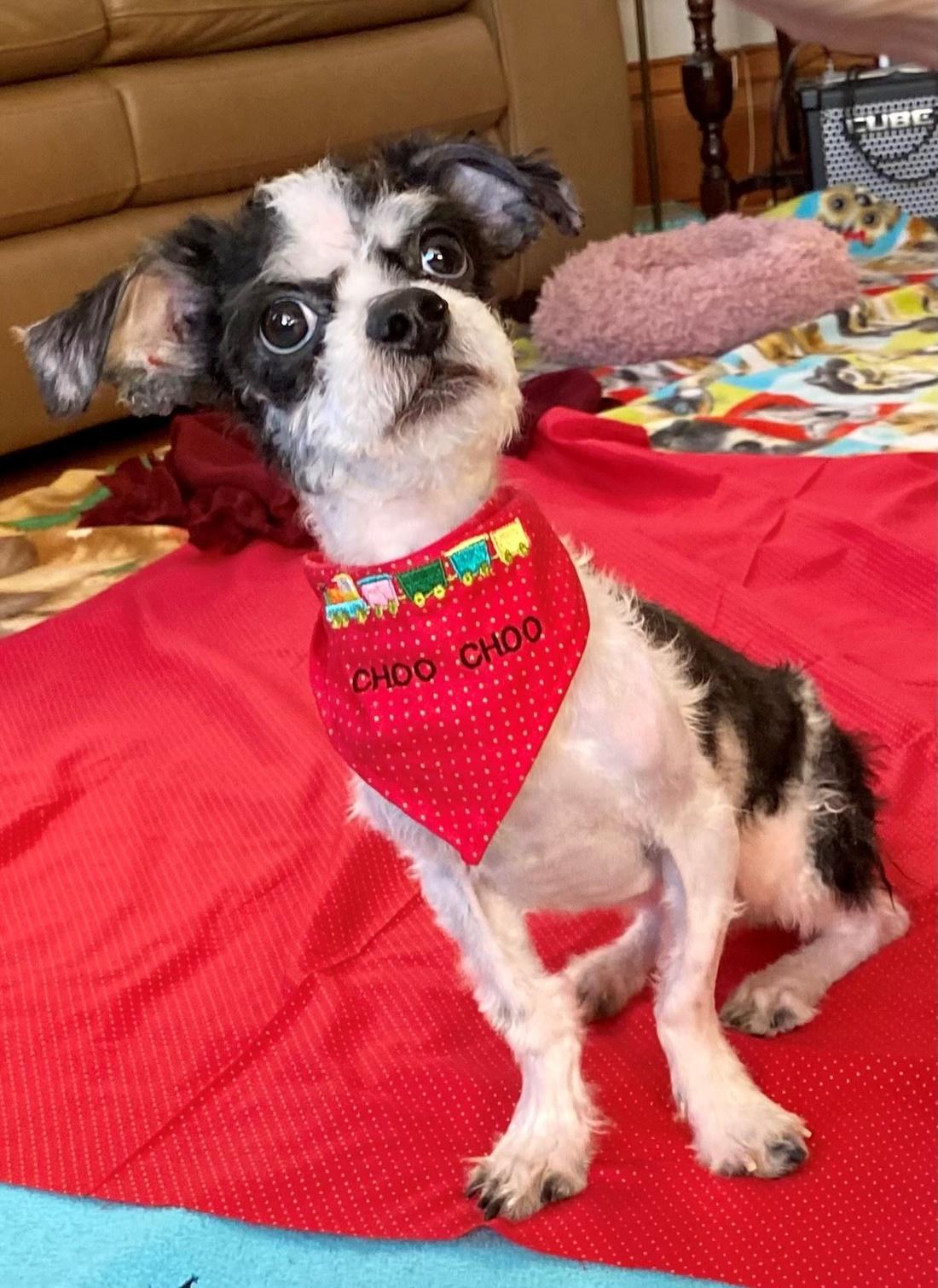 Choo Choo the dog after his grooming
