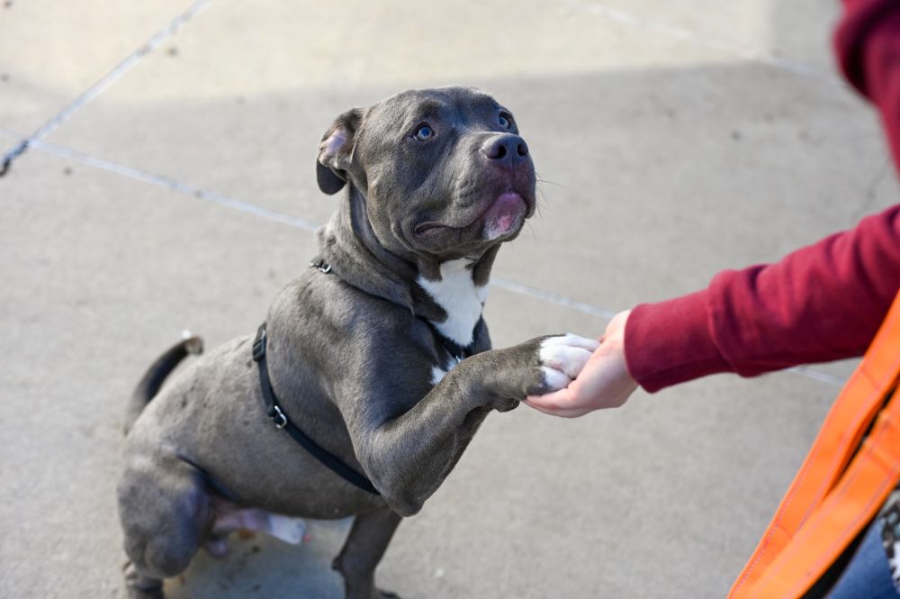 Crosshair the dog giving a paw during training