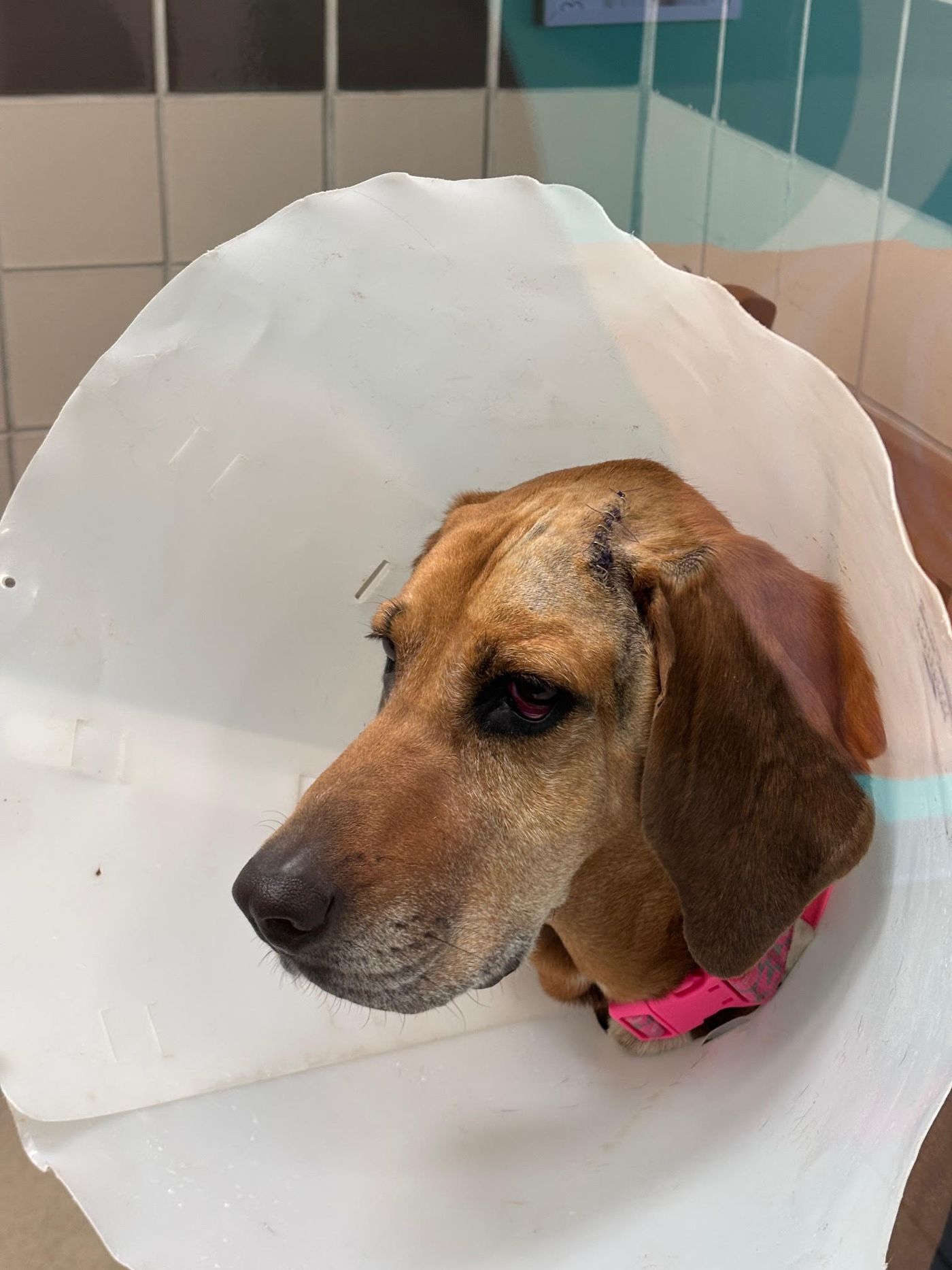 Dale the dog after his recovery