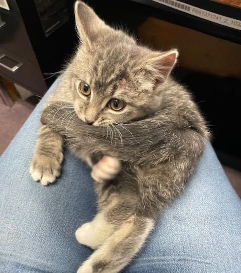 Finnegan the cat recovering from allergies