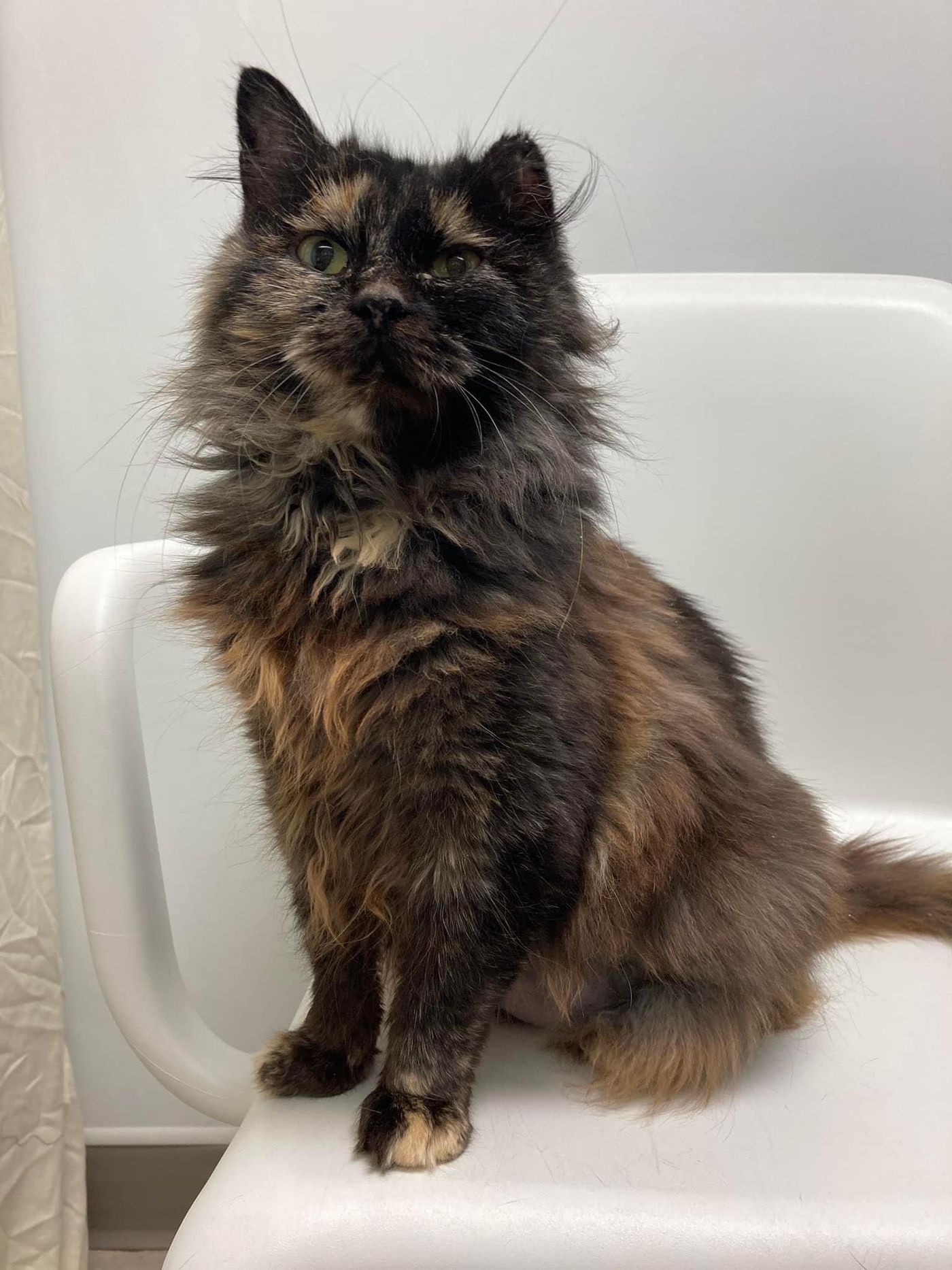 Fried Rice the cat after her recovery