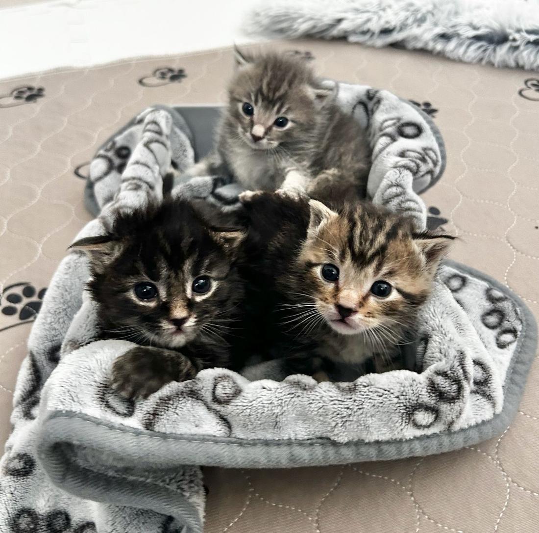 Three tiny foster kittens in a bed