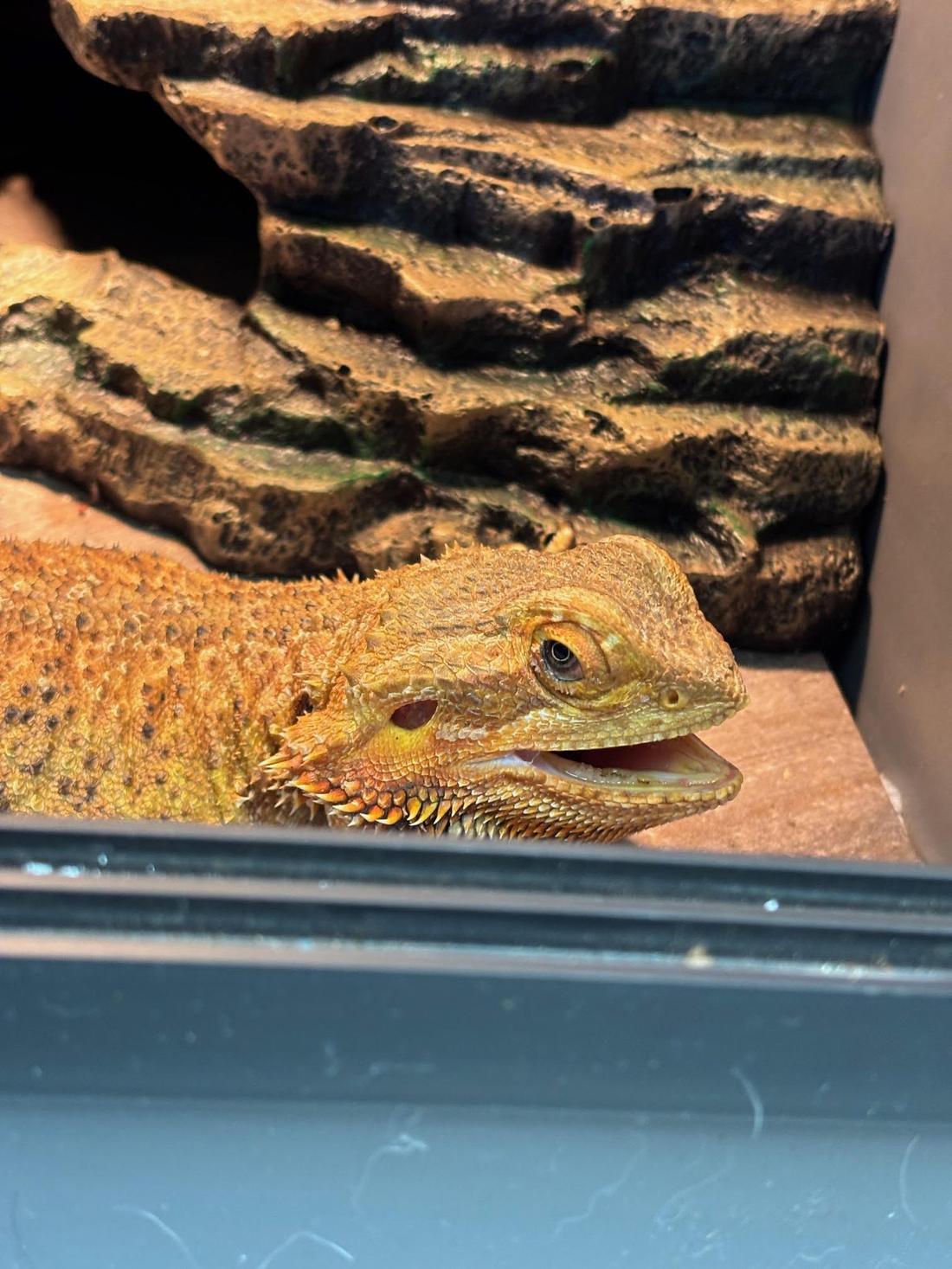 Ophelia the bearded dragon in her enclosure