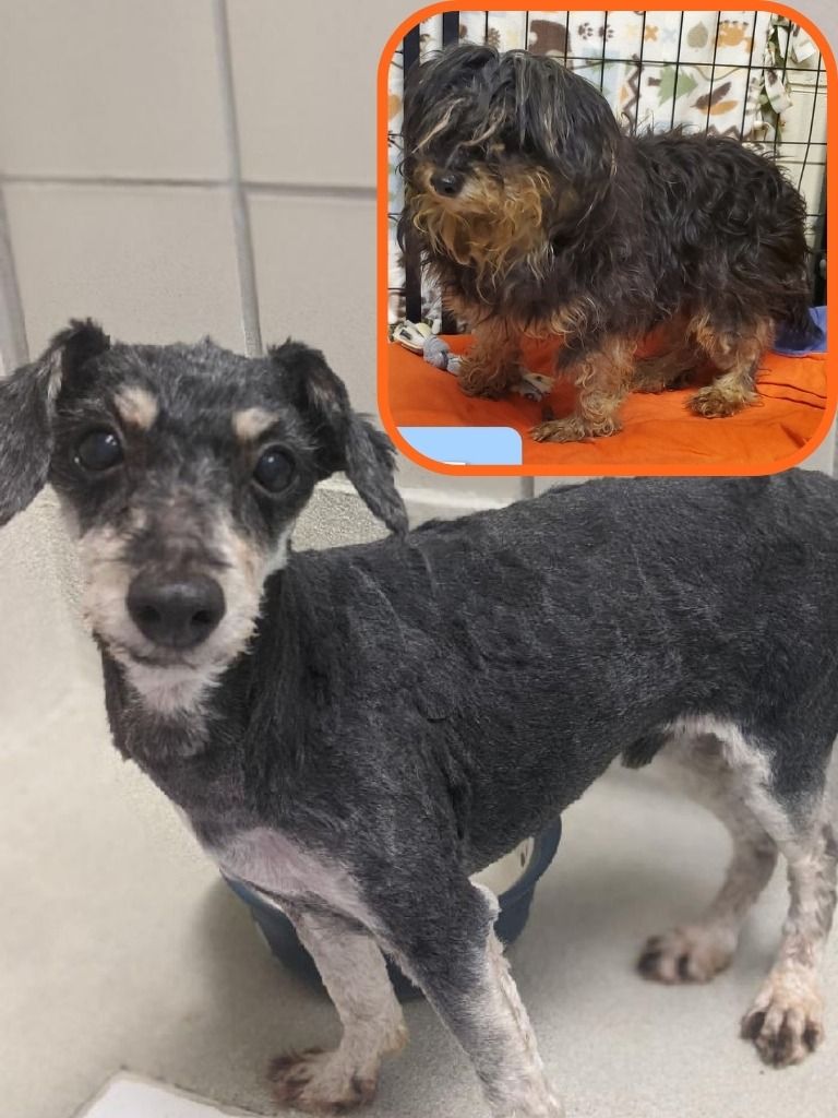 Ruffly before and after his rescue