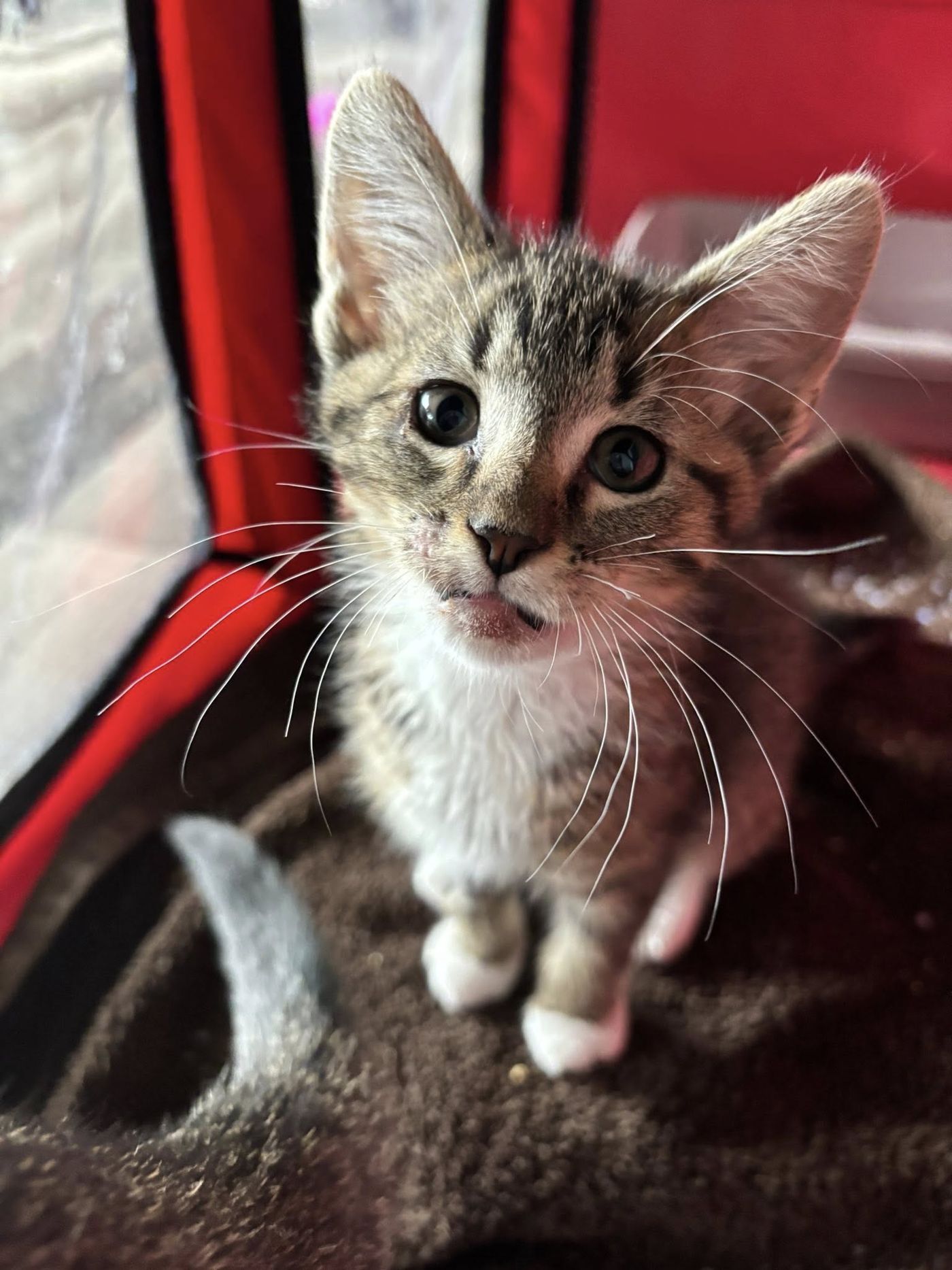 Stitch the kitten after recovery