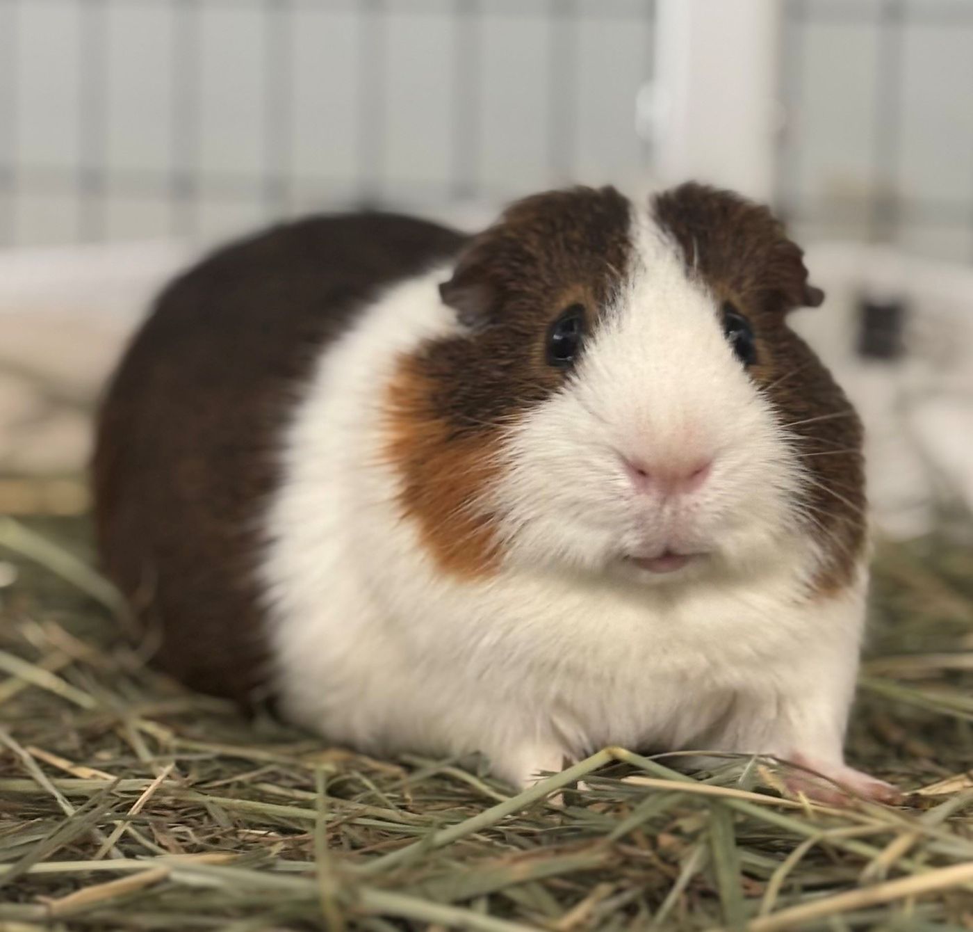 Tanjiro the tricolor guinea pig
