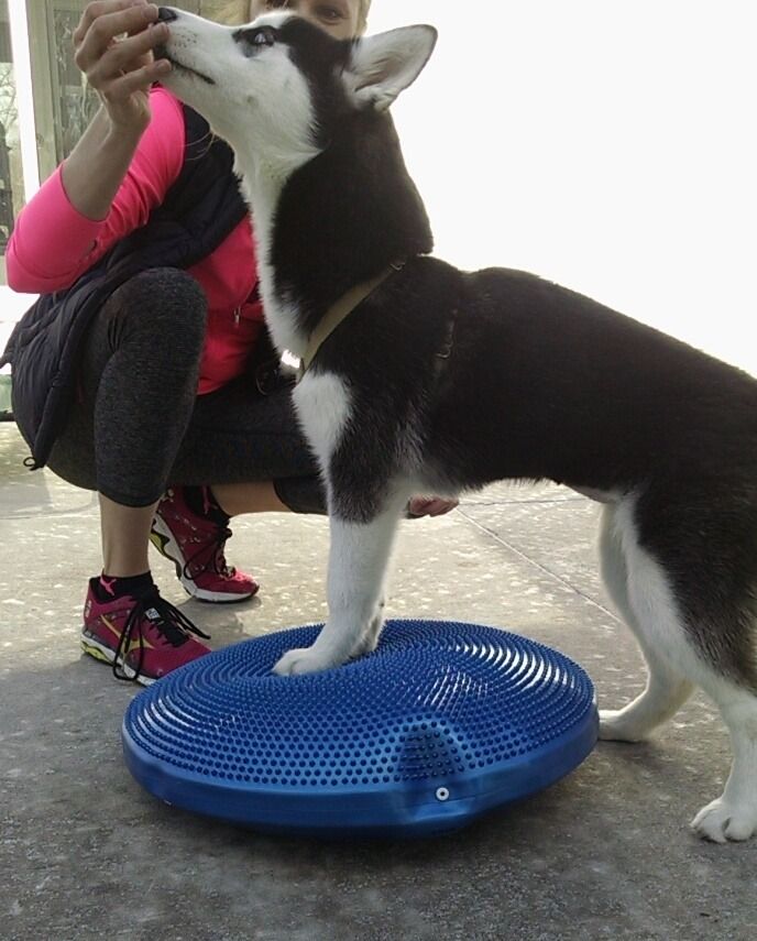 Dog balance training exercise